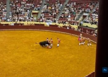 Huge bull kills renowned bullfighter in Portugal