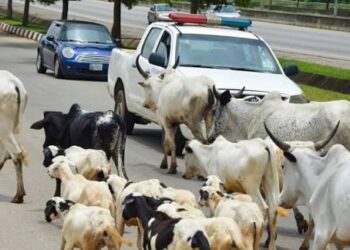 Cattle movement in cities embarrassing, MACBAN admits