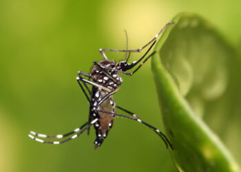Mosquitoes found in Iceland for first time in history