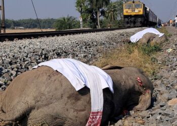 Train kills seven elephants crossing tracks in India