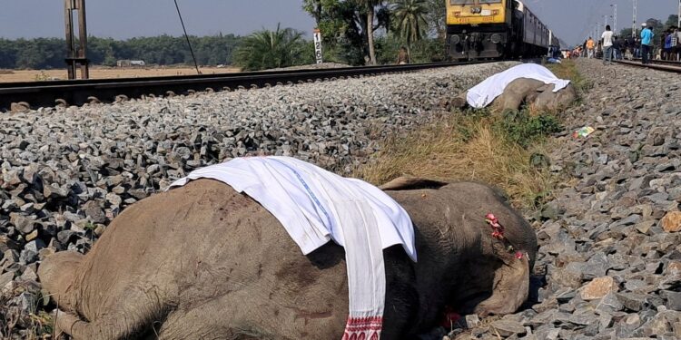 Train kills seven elephants crossing tracks in India