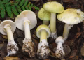 4 people die from eating mushrooms